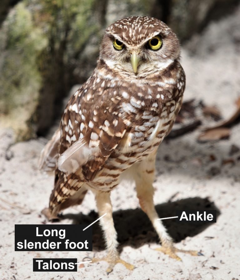 Understanding Common Leg Injuries and Rehabilitation for Owls