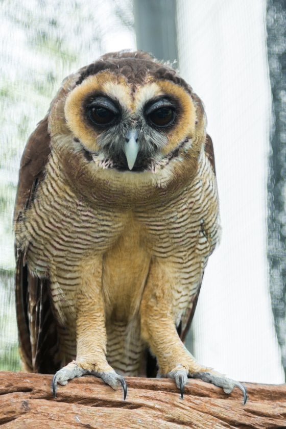 Feathering on Owl Legs and Feet Reveals Key Survival Adaptations