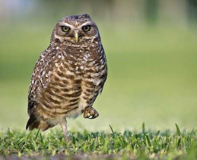 Leg Owl the Surprising Length and Strength Hidden Beneath Feathers