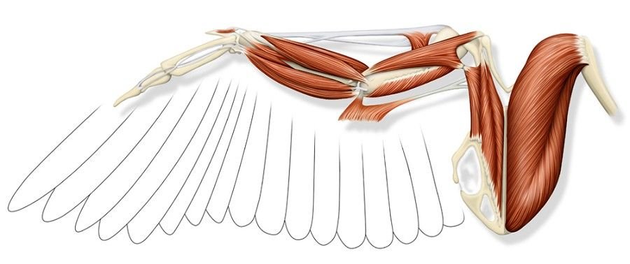 Musculature and Tendons in Owl Limbs Form Their Locking Grip