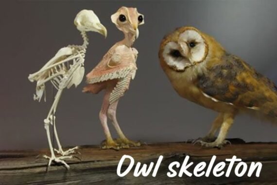 Skeletal Structure of Owl Legs & Feet Unveils Hunting Prowess
